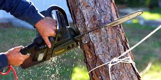 Best Tree Cabling and Bracing  in Cajahs Mountain, NC