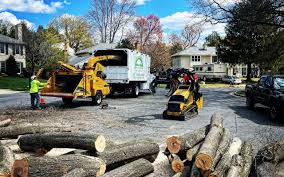 Best Lawn Disease Treatment  in Cajahs Mountain, NC