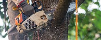 Best Commercial Tree Services  in Cajahs Mountain, NC
