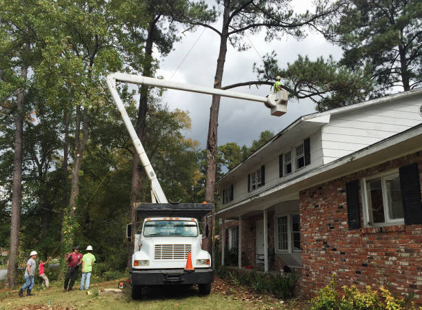 Best Tree Mulching  in Cajahs Mountain, NC