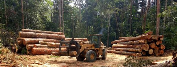 Best Aeration Services  in Cajahs Mountain, NC