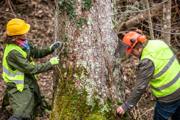 How Our Tree Care Process Works  in  Cajahs Mountain, NC
