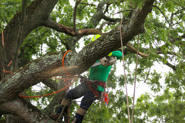 Best Utility Line Clearance  in Cajahs Mountain, NC