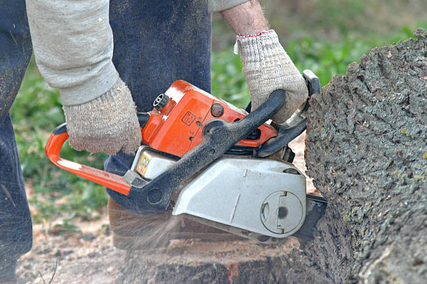 Best Lawn Maintenance Plans  in Cajahs Mountain, NC