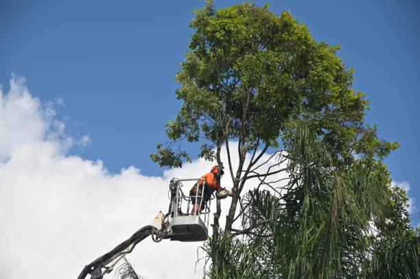 Best Emergency Tree Removal  in Cajahs Mountain, NC