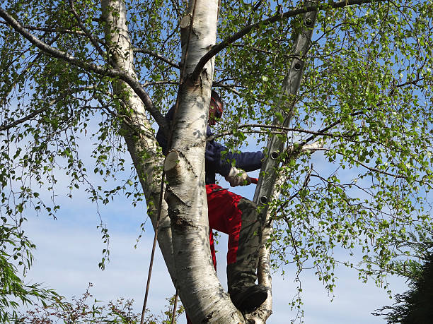 Best Hazardous Tree Removal  in Cajahs Mountain, NC