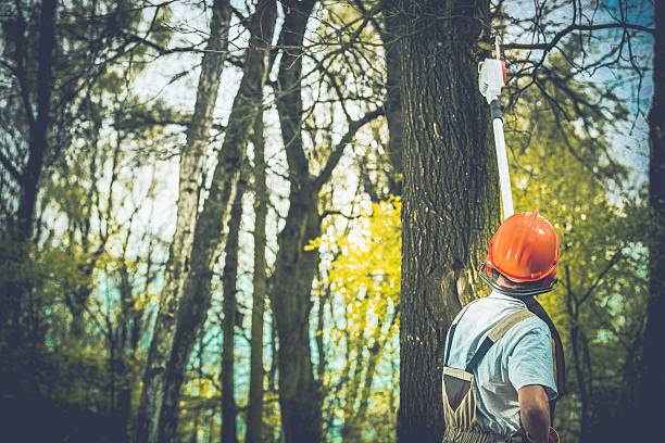 Professional Tree Care in Cajahs Mountain, NC