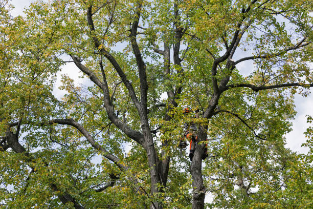 Best Fruit Tree Pruning  in Cajahs Mountain, NC